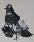 Pigeon camera Neubronner